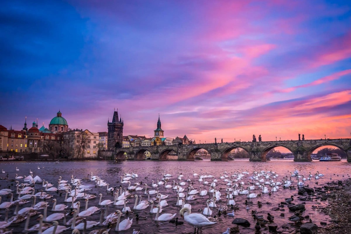 Swans in Prague at sunset